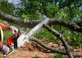 Best Tree Disease Treatment  in Fords Prairie, WA